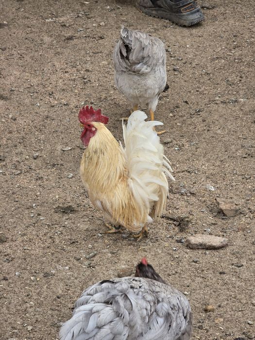 Cocos chabo 2025 inelat!