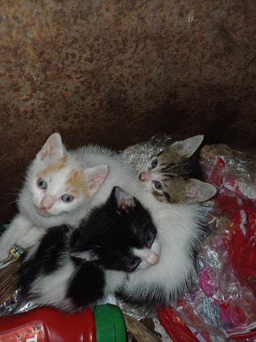 Donez pui de pisică