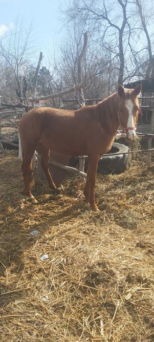 Лошади Құнан,тай, Айғыр бар
нөмір