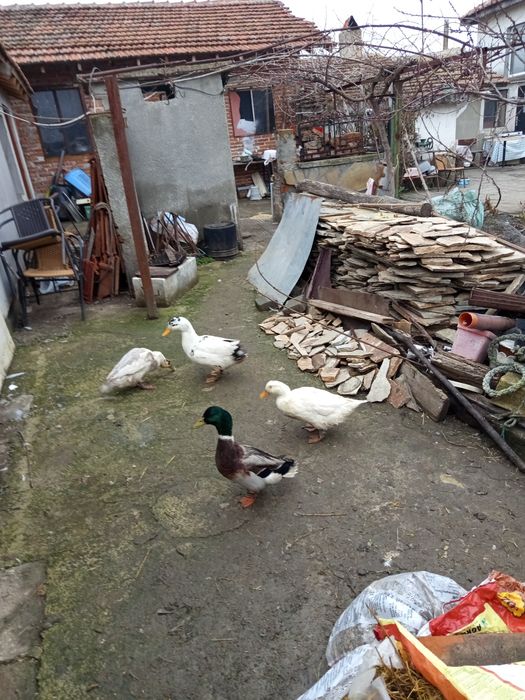 Мъжки чернокрил паун и грачещи патици