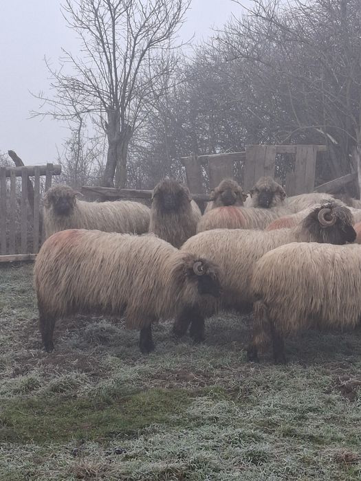 De vanzare 12 oi si un berbecut