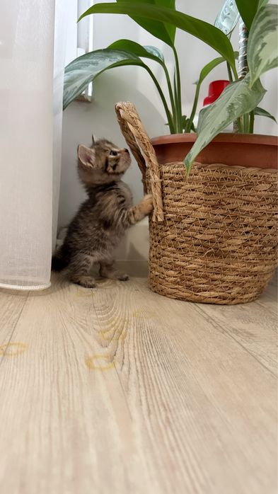 Милые, добрые котята