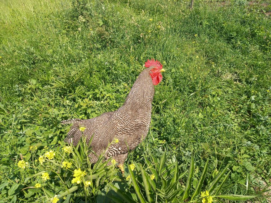 Vând cocoș Plymouth rock