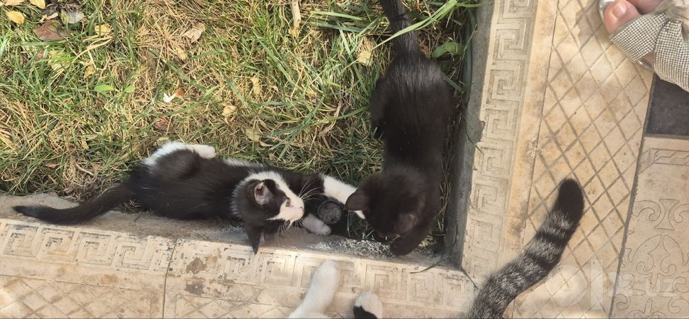 Отдам котят в добрые надёжные руки !