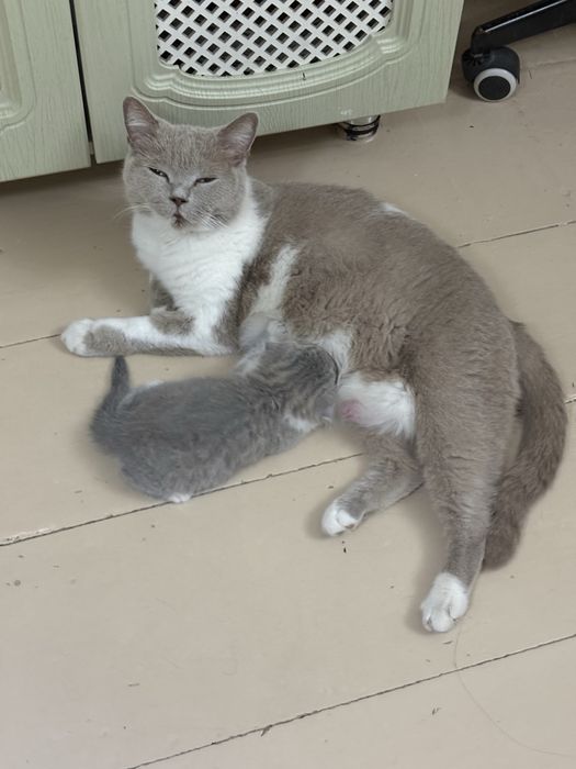 Котята британцы- шотландцы