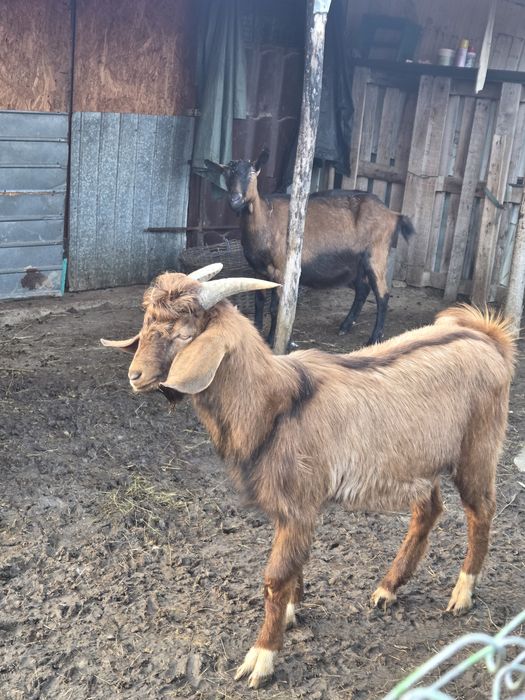 Vand tapi anglonubieni sau schimb cu..