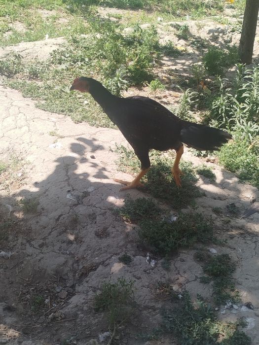 Dakan zotli jo'jalar. Vaksina qilingan. Bir yarim oylik. Soni 17ta