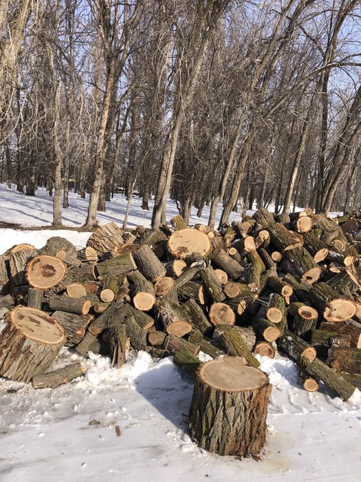 Продаются дрова (карагач сухой)
