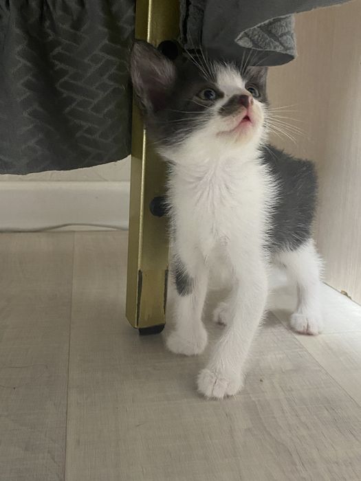 Котенок.Смешной,шустрый,ласковый