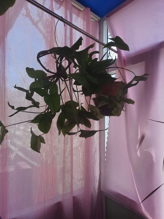 Комнатные цветы ухоженные продам