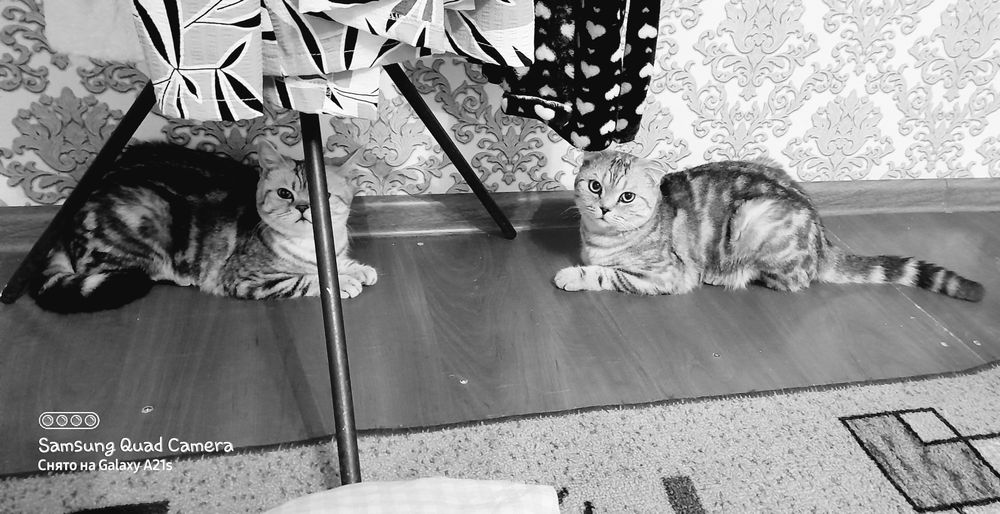 Ищем кошечку для вязки