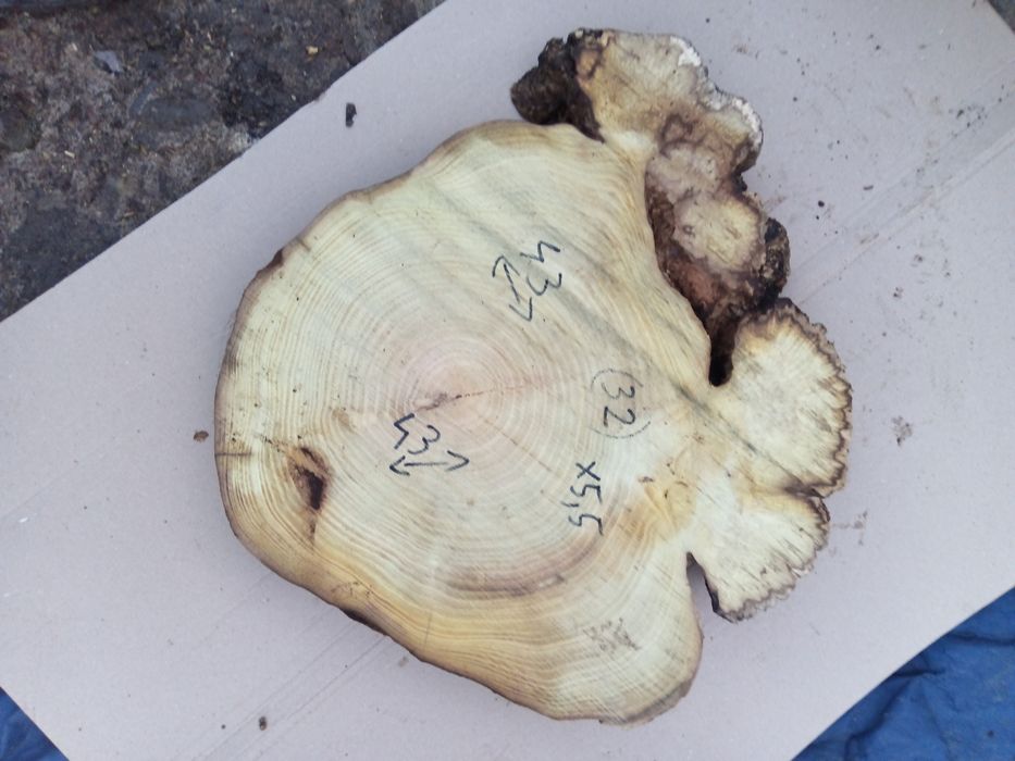 Rondele salcâm bubos