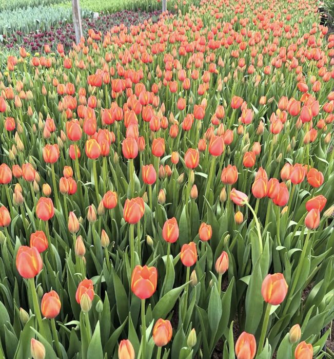 Тюльпаны оптом 420 тг.