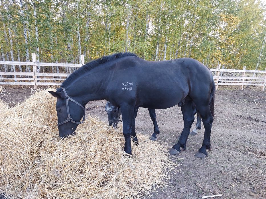 Продам жеребца на племя