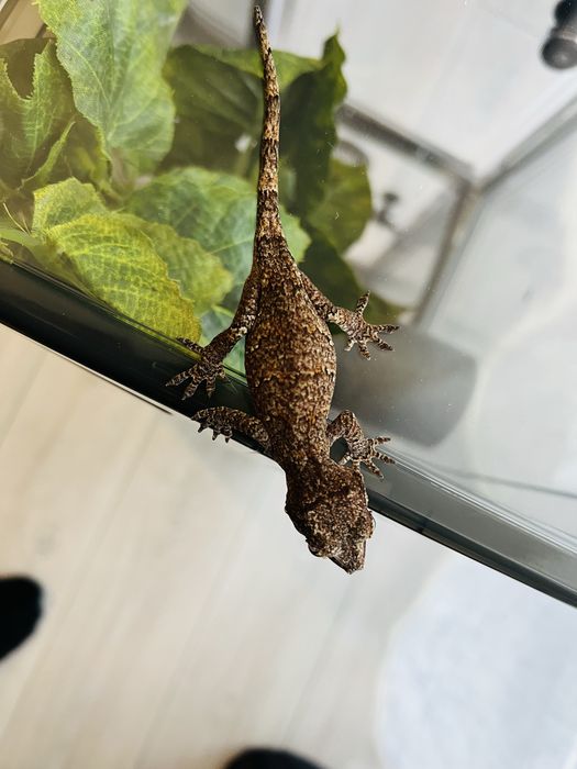 Pui de soparla gargoyle gecko