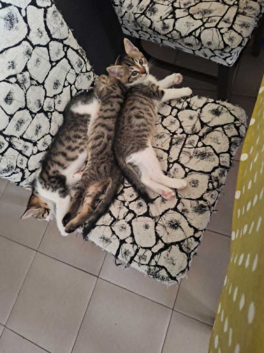 Подарявам котета