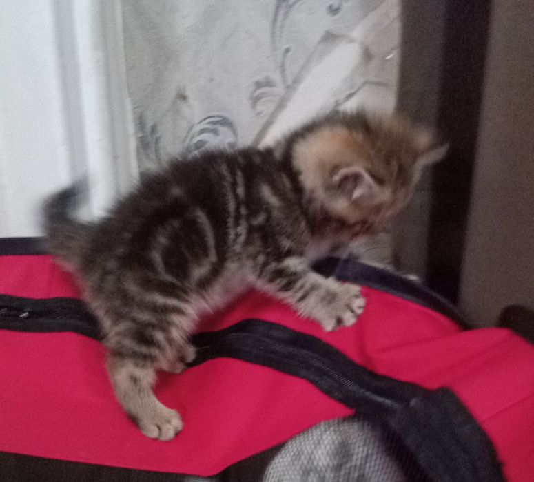 Продам котят скоттиш страйт.