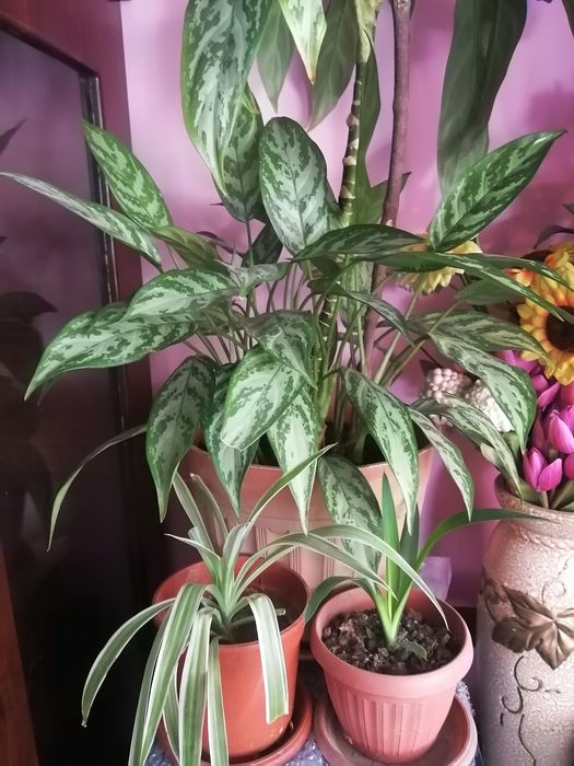 Комнатные растения дом и сад