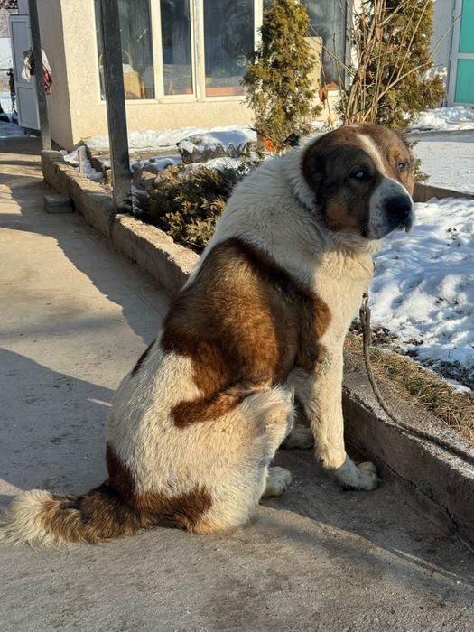 Тяж Тобет ит сатылады