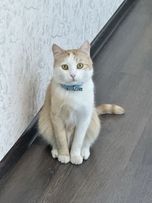 В добрые ручки отдается Жорик