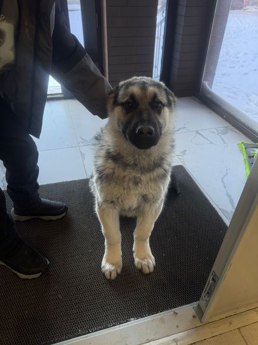 Восточноеевропейская овчарка