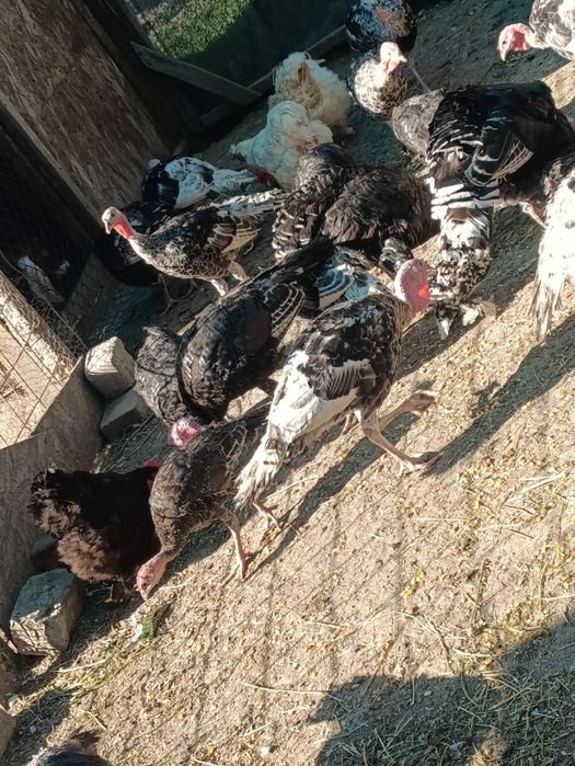 Curci și curcani tineret