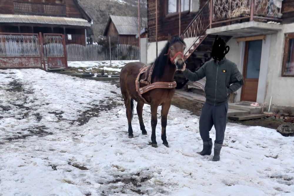 Vând mânz un an jumate