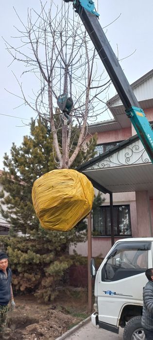 Пересадка деревьев профессионально