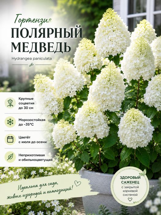 Продам гортензии, колеусы