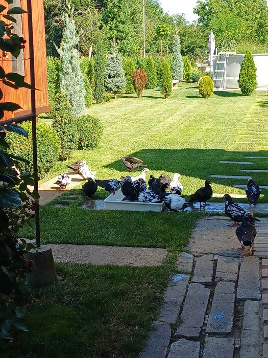 Vând porumbei stil vechi