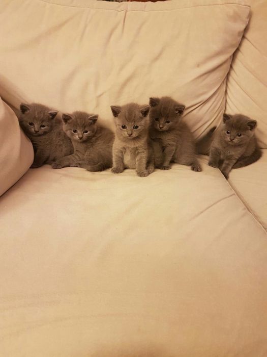 Продам шотландских котят