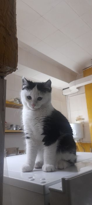 Котенок бесплатно