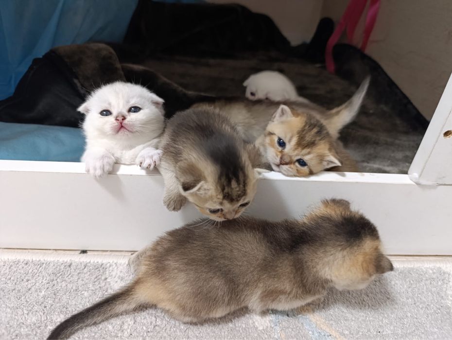 Котята Шотландская Шиншилла