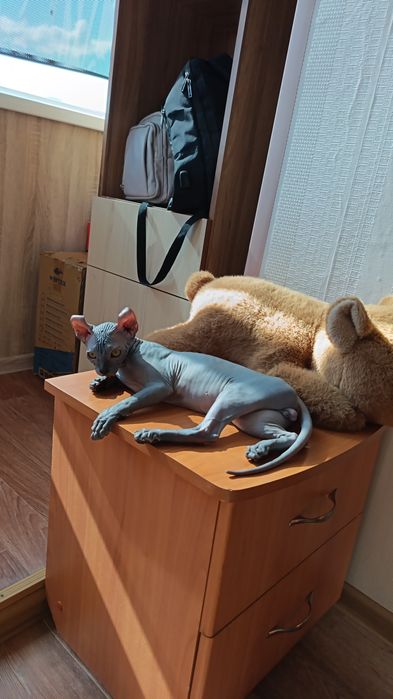 Продаётся котёнкок Сфинкса, 4-х месячный