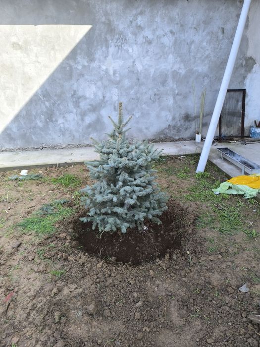 Голубой ель энг зурлари