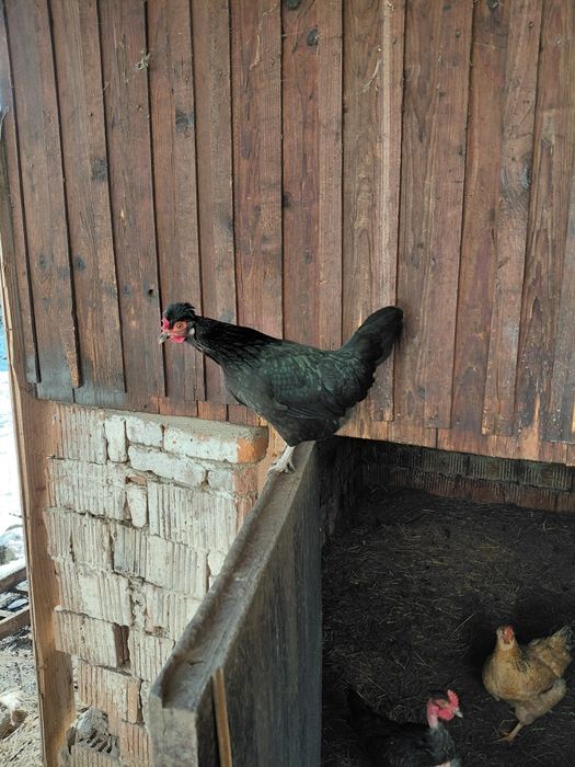 Găini de iopan , vreo 5 sunt de 2 ani, restul din toamnă