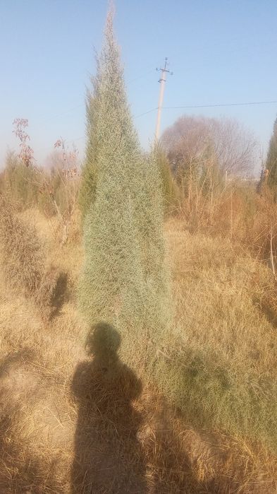 archalar bor sotiladi