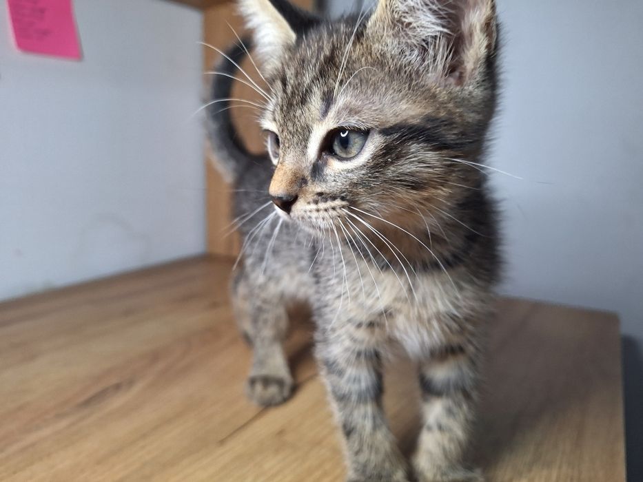 котята даром срочно