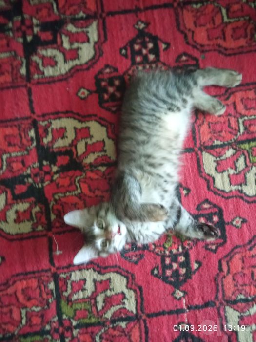 Котята бесплатно