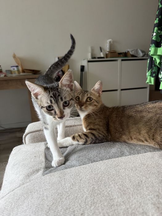 Pui de pisicuta pentru adoptie