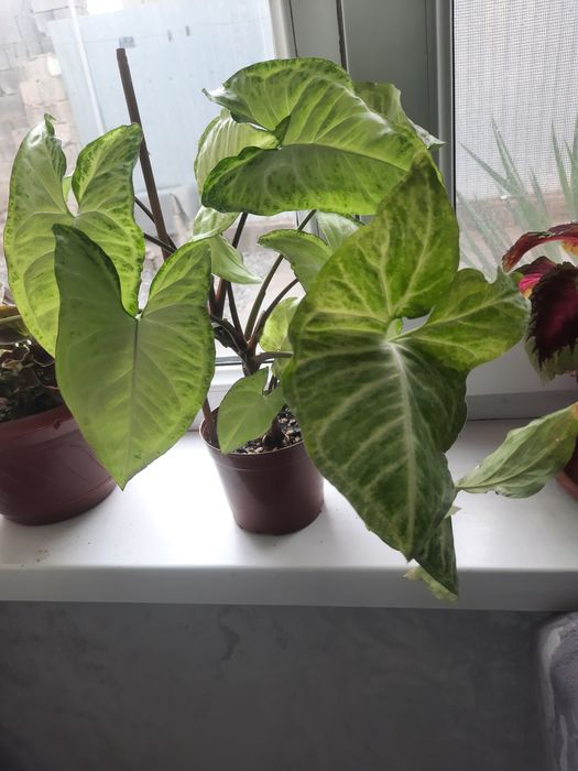 Комнатные цветы разные