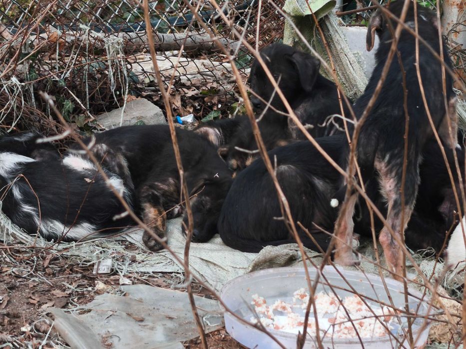 Давам кученцата в добри ръце, мъжки и женски кученца са на 3 месеца