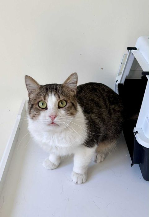 Писко на 2 годинки търси дом