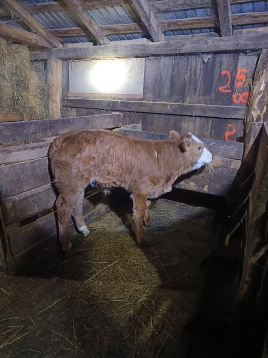 Vind Vițel baltat !