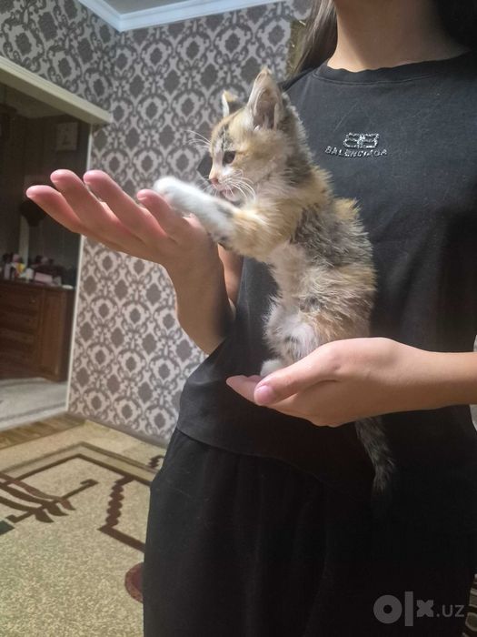 Котёнок отдам в хорошие руки