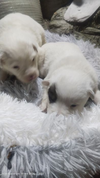 Щенки отдам в хорошие руки
