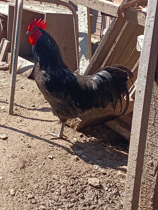 Домашни петли за Великден