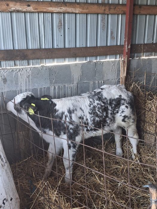 De vânzare trei masculi