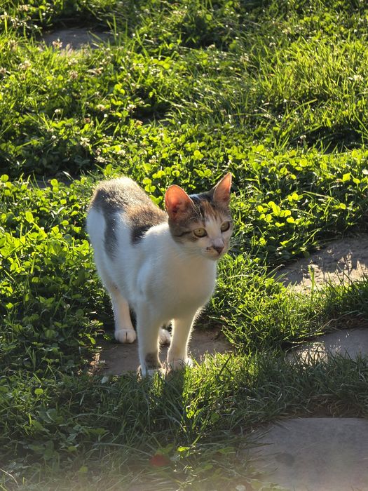 Adopție pisicuța sterilizată - Bănești, Prahova