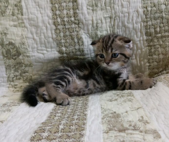 Симпатичный мальчик шотландский